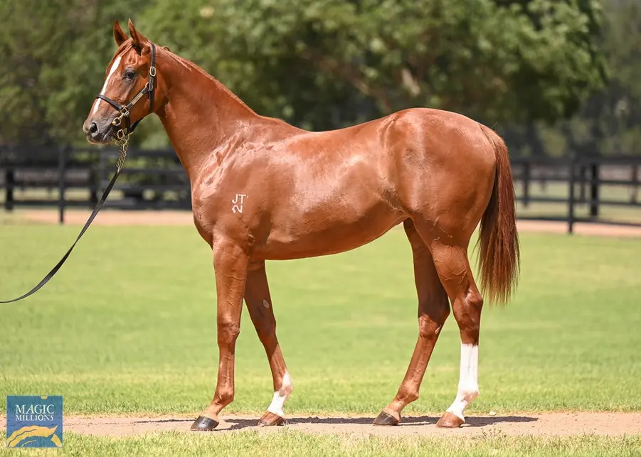 Buy - | a Lot | Yearlings | | Racing Positive syndicate Problems Filly Horse Race Join 51 Chestnut horse New - Zoustar Zealand Shares a Akau Te &
