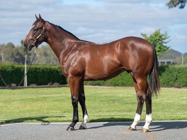 Lot 100 Pierata (AUS) - Berimbau (AUS) Bay Colt