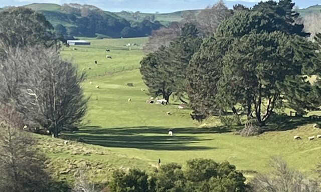 Te Akau Tuesday Update 