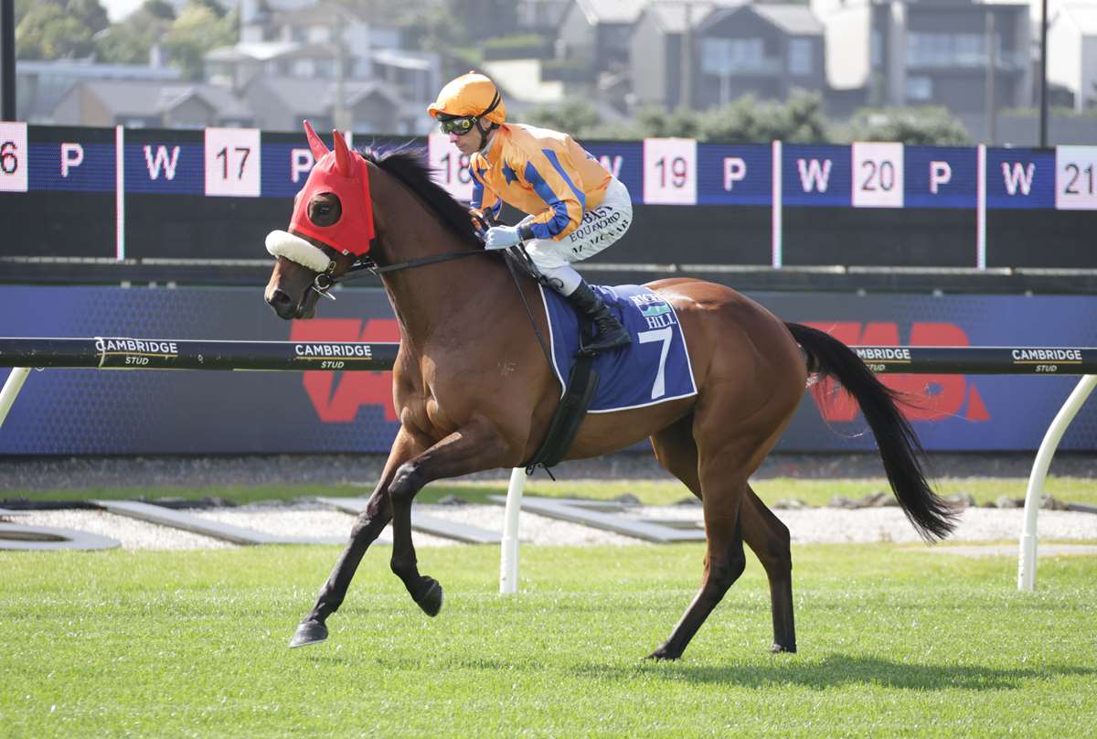 Te Akau Trans Tasman Saturday Preview