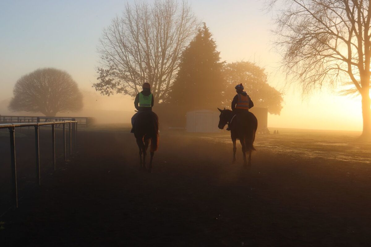 Te Akau Trans Tasman Thursday Trackwork