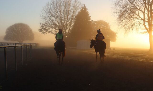 Te Akau Trans Tasman Thursday Trackwork