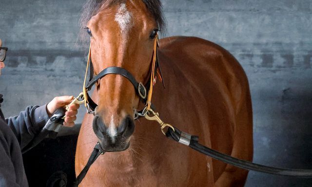 Te Akau Trans Tasman Saturday Trackwork