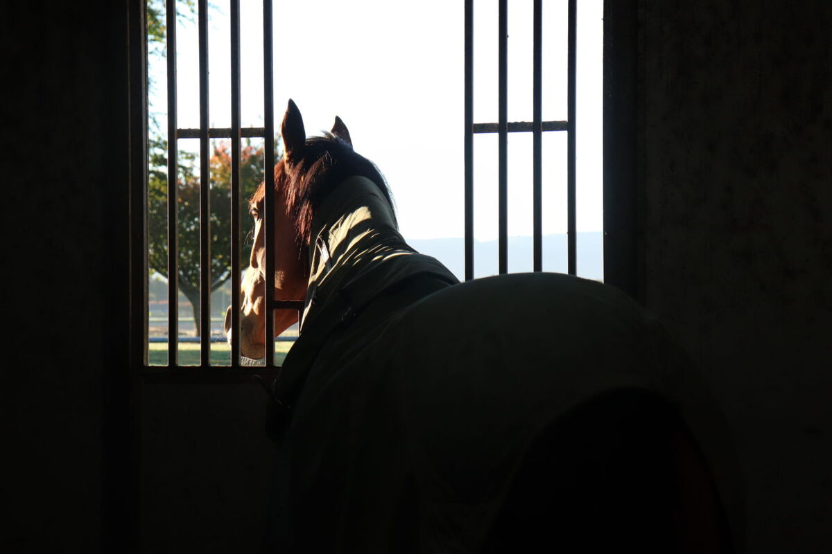 Horse Heroes of History ~ Part I