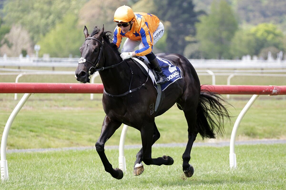 TRANS TASMAN WINNERS: No Stopping Him