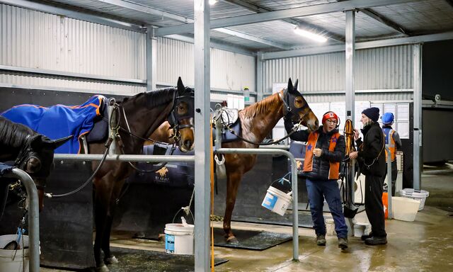 Te Akau Trans Tasman Saturday Trackwork