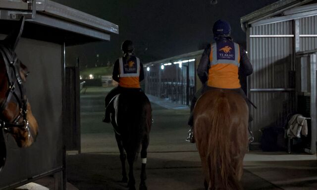Te Akau Trans Tasman Tuesday Trackwork