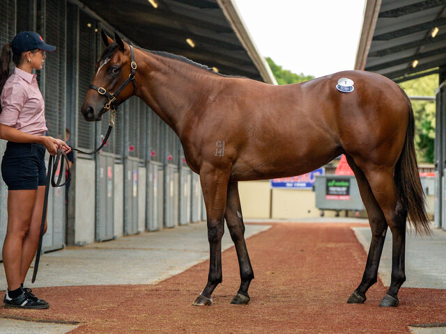 Lot 1 Snitzel (AUS) - Yesterjoy (AUS) Bay Filly