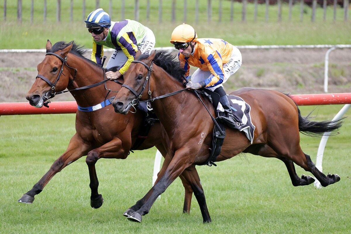 Te Akau Horses on Exhibition