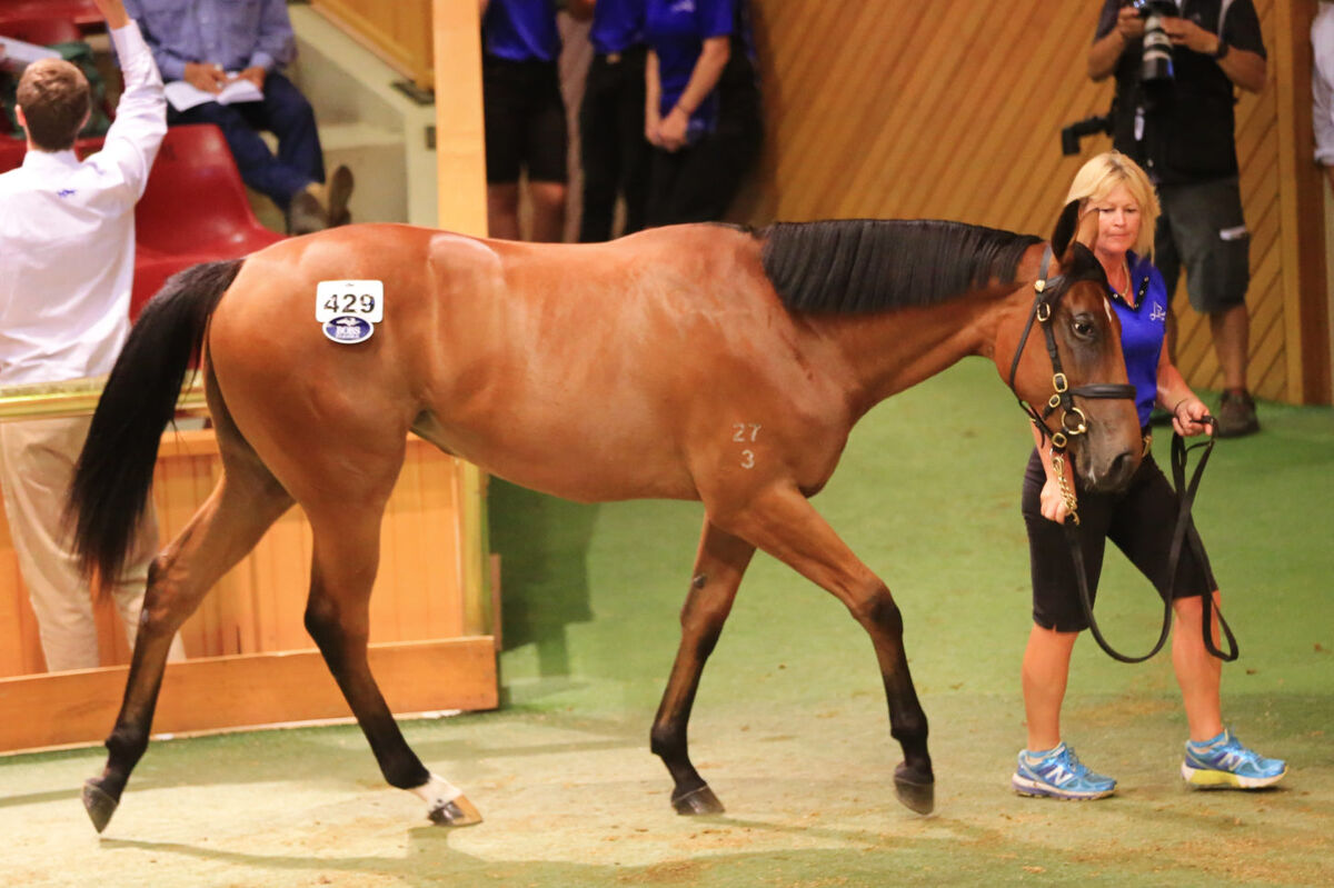 Te Akau TV - Te Akau 2015 Breeding Syndicate