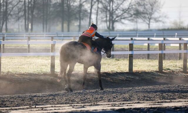Te Akau Trans Tasman Saturday Trackwork