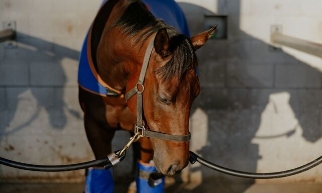 Te Akau Trans Tasman Thursday Trackwork