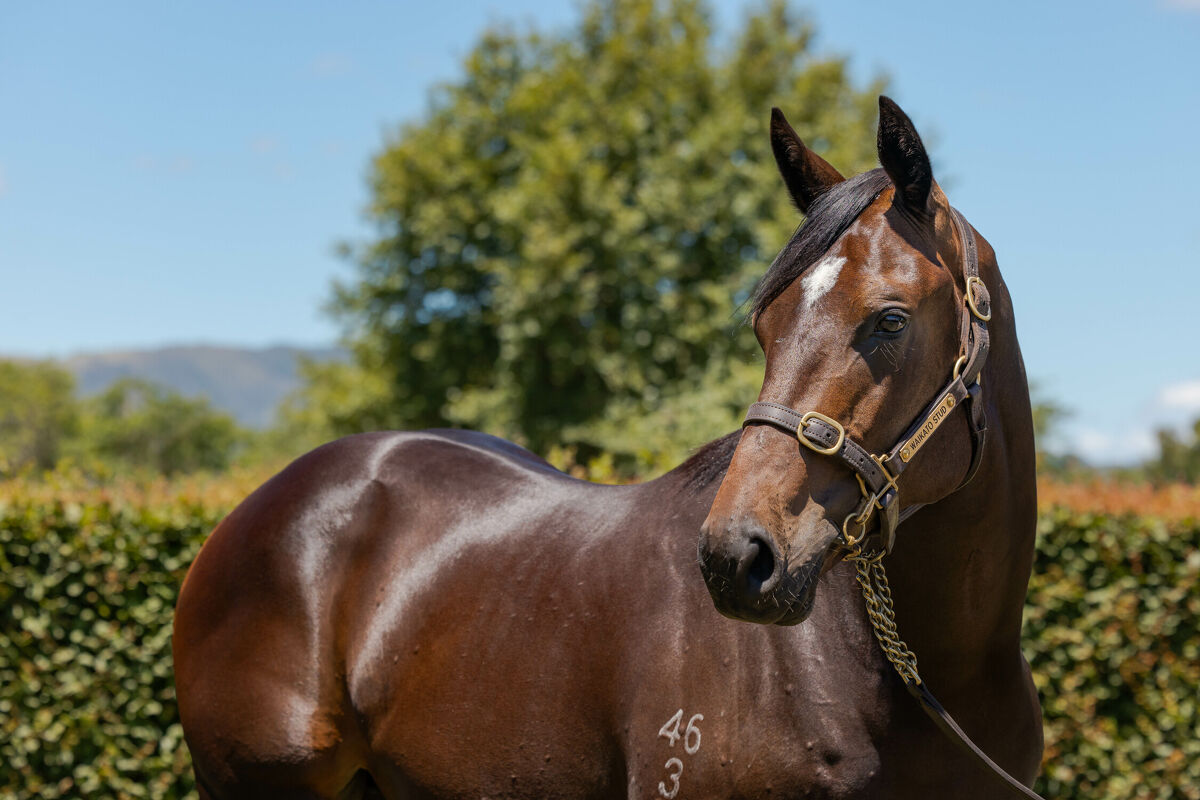 Te Akau Tatura Tuesday Preview