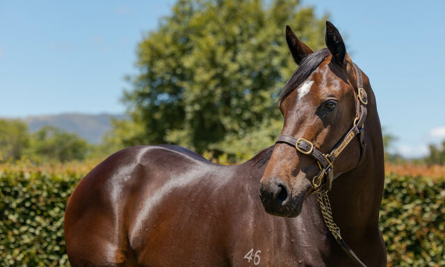 Te Akau Tatura Tuesday Preview