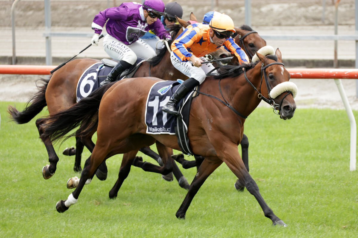 Te Akau Te Rapa Saturday Preview