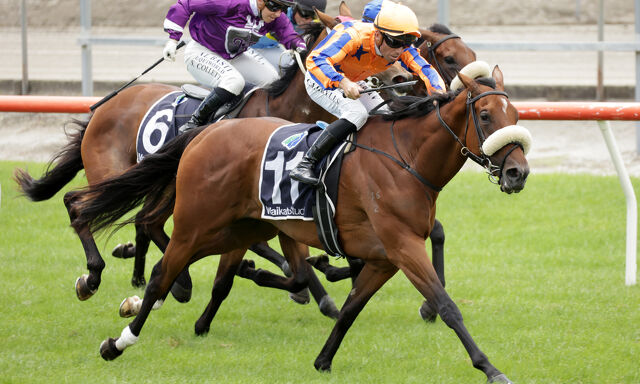Te Akau Te Rapa Saturday Preview