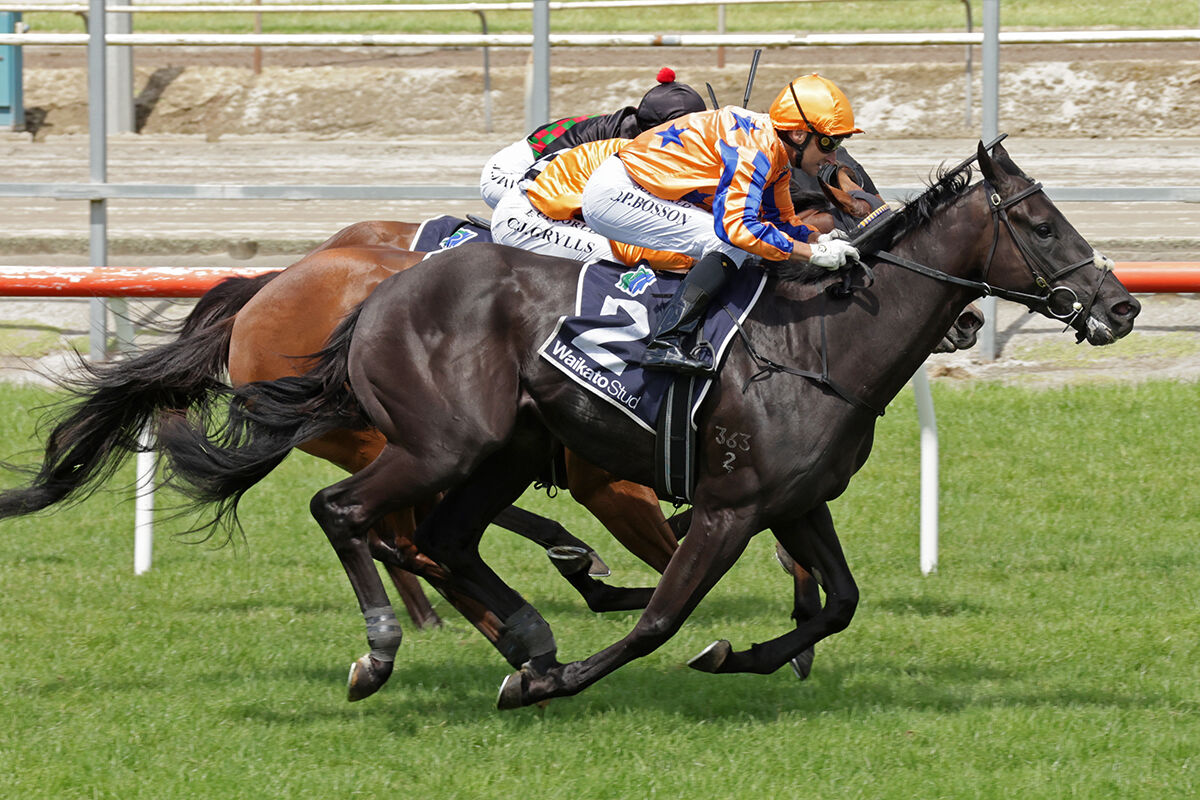 Te Akau Trans Tasman Midweek Preview
