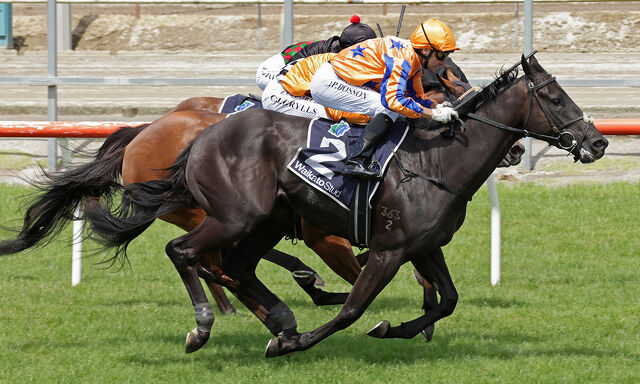Te Akau Trans Tasman Midweek Preview