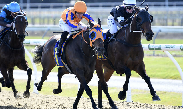 Te Akau Cambridge Midweek Preview