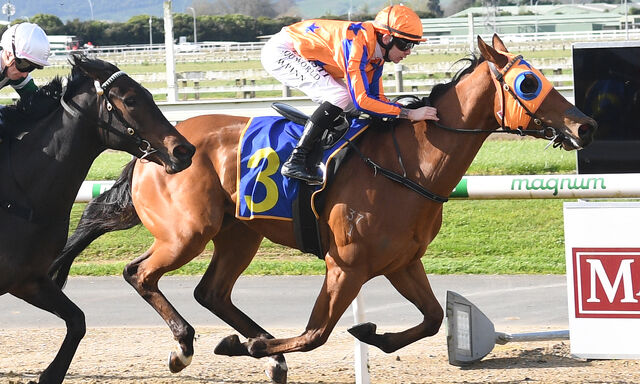 Te Akau Trans Tasman Midweek Preview