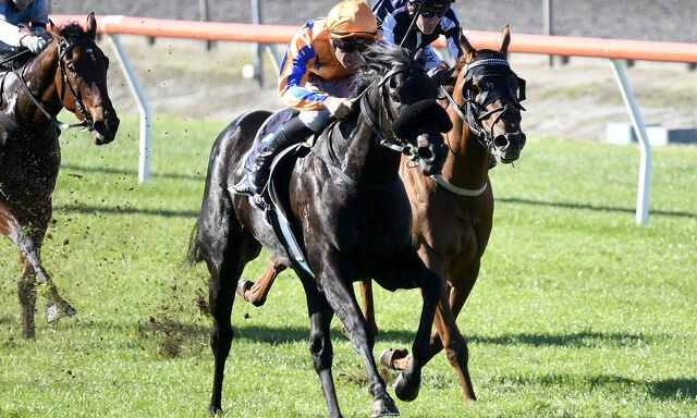 Te Akau Trans Tasman Friday Preview