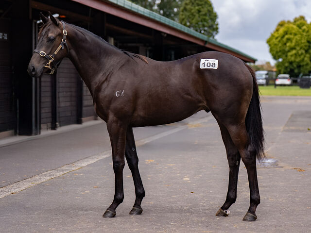 Lot 108 Derryn (AUS) ‐ Secret Spirit (NZ) Bay Colt