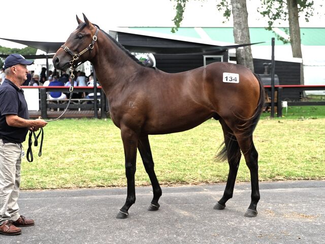 Lot 134 Savabeel (AUS) ‐ Sleeping Beauty (NZ) Bay Colt
