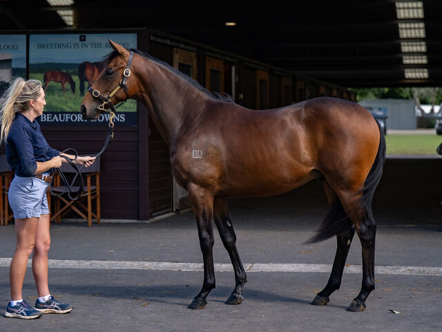 Lot 152 Too Darn Hot (GB) ‐ Spritz (NZ) Brown Colt