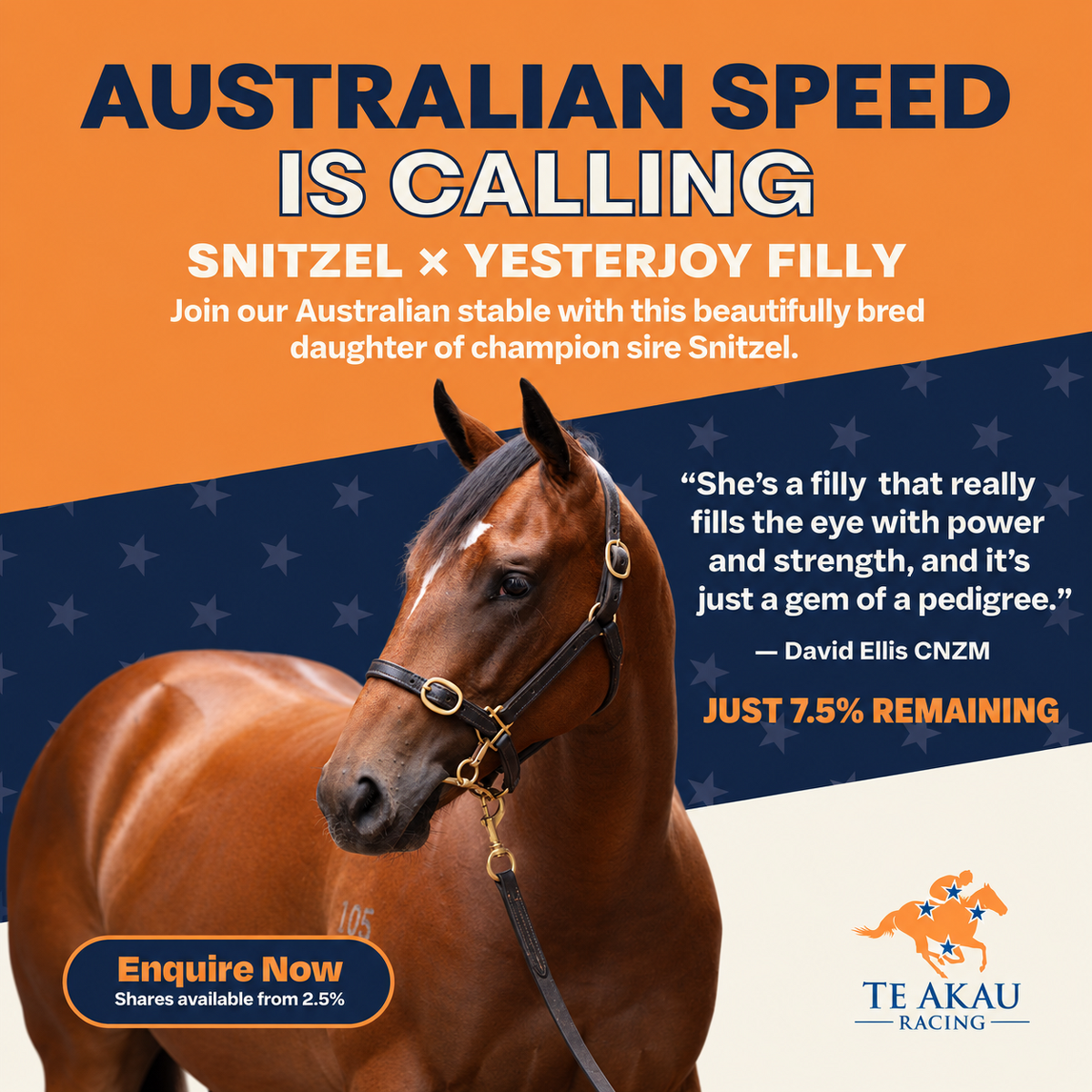 Yearling Spotlight: Snitzel Filly with Eye on Australia