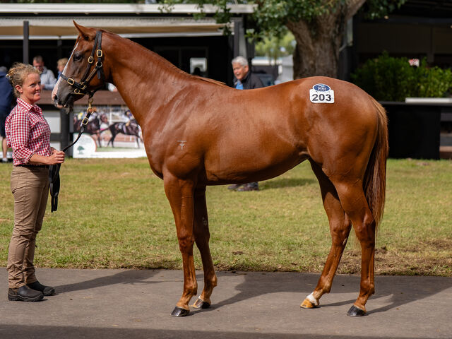 Lot 203 Russian Revolution (AUS) ‐ Two Illicit (NZ) Chestnut Filly