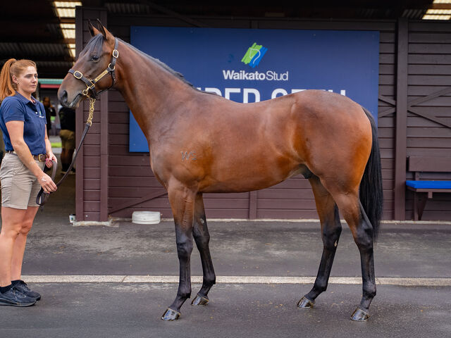 Lot 267 Super Seth (AUS) ‐ American Actress (NZ) Brown Colt