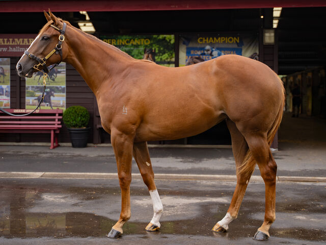 Lot 270 In the Congo (AUS) ‐ Anaween (AUS) Chestnut Filly
