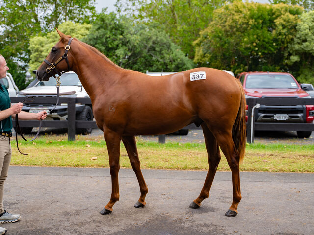 Lot 337 Circus Maximus (IRE) ‐ Catch Your Idol (NZ)