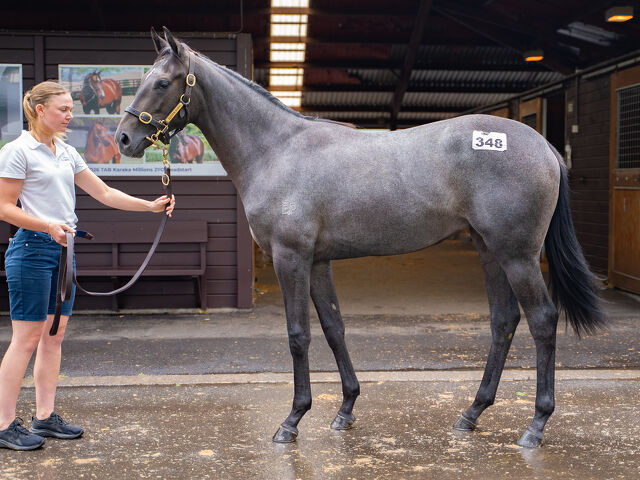 Lot 348 Savabeel (AUS) ‐ Chiaretta (NZ) Grey Filly