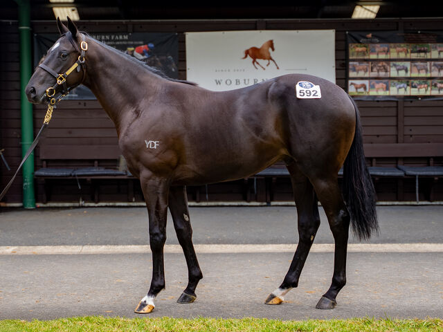 Lot 592 Trapeze Artist (AUS) ‐ Pickup the Pieces (AUS) Black or Brown Colt