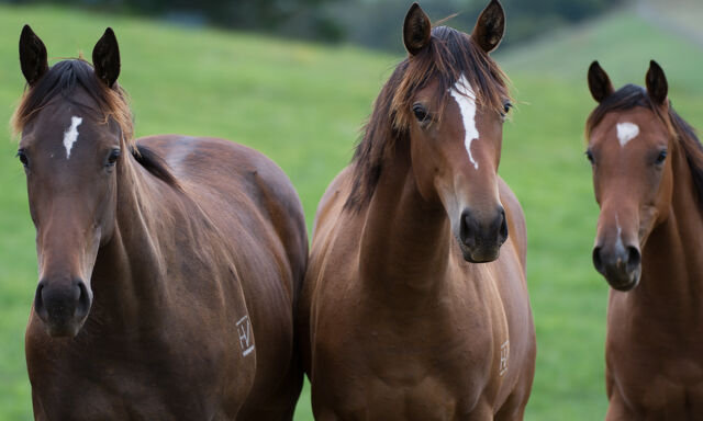 Behind The Scenes At Te Akau Stud