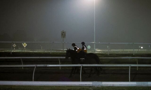 Te Akau Trans Tasman Tuesday Trackwork