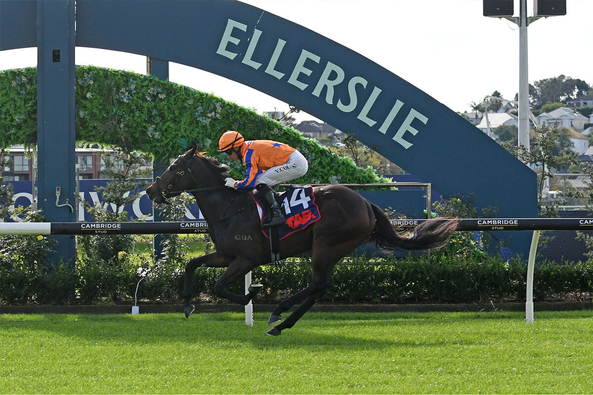 Te Akau Cambridge Midweek Preview