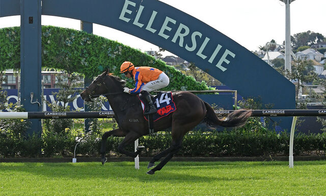 Te Akau Cambridge Midweek Preview