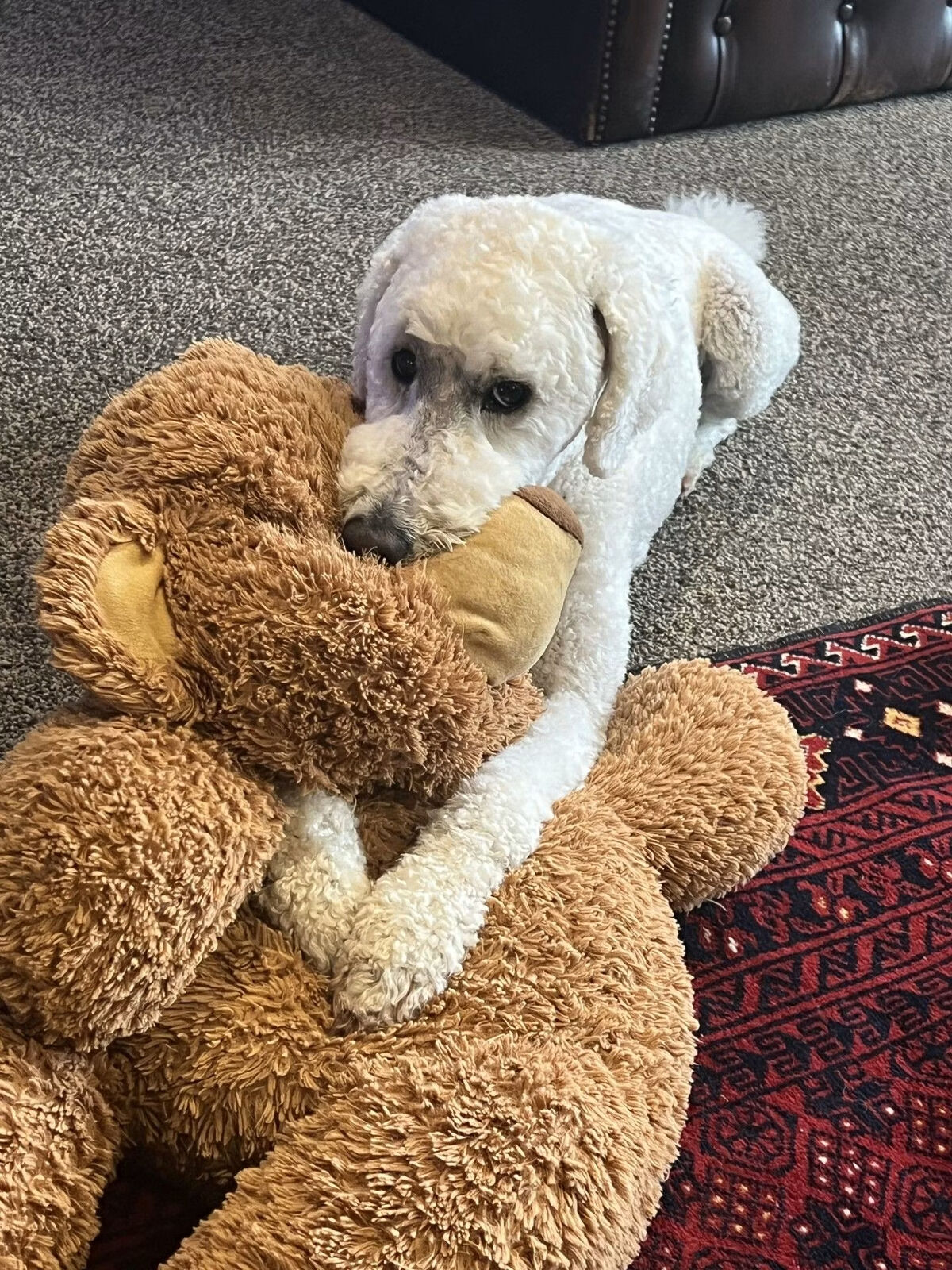 Support Iona and Help Make a Difference for Animals in Need