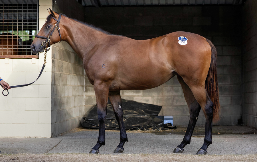 Lot 131 Snitzel (AUS) - Bubbleberry (AUS) Bay Filly
