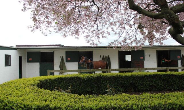 Te Akau Trans Tasman Tuesday Trackwork