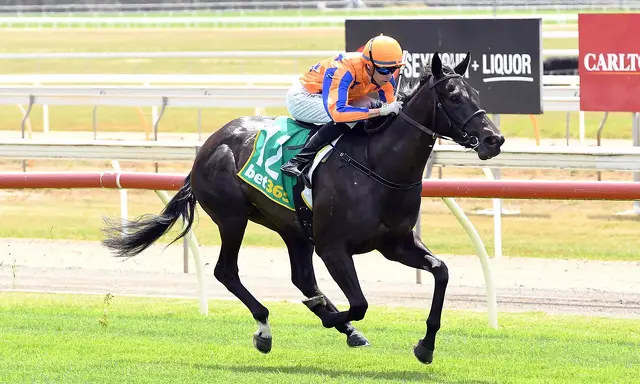 Te Akau Mornington Monday Preview 