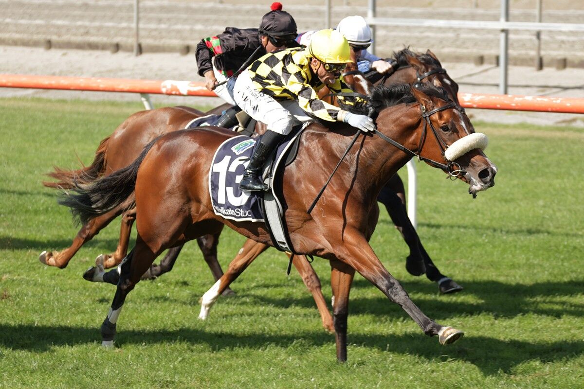 Te Akau Matamata Midweek Preview