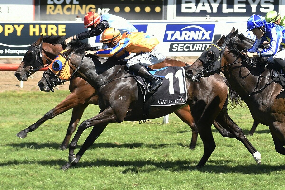 Te Akau Trans Tasman Midweek Preview