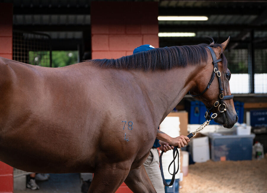 Lot 131 Snitzel (AUS) - Bubbleberry (AUS) Bay Filly