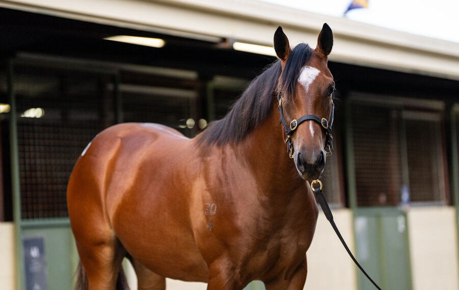 Lot 148 Snitzel (AUS) - Carry on Alice (SAF) Bay Filly