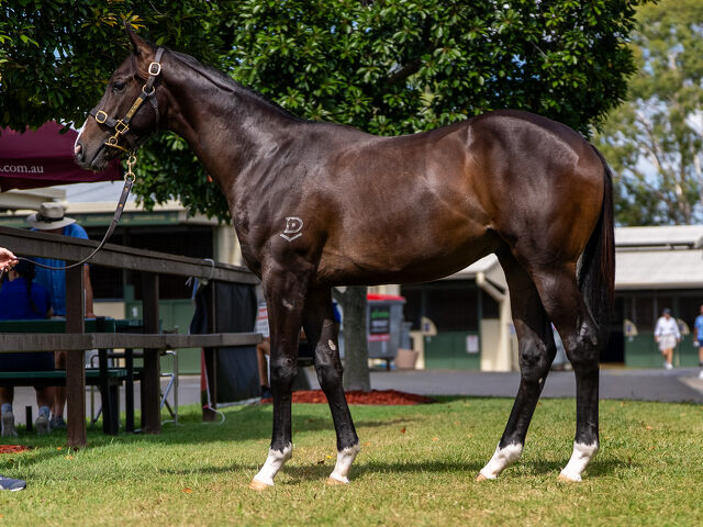 Lot 206 Pinatubo (IRE) - Darook Park (AUS) Bay or Brown Colt