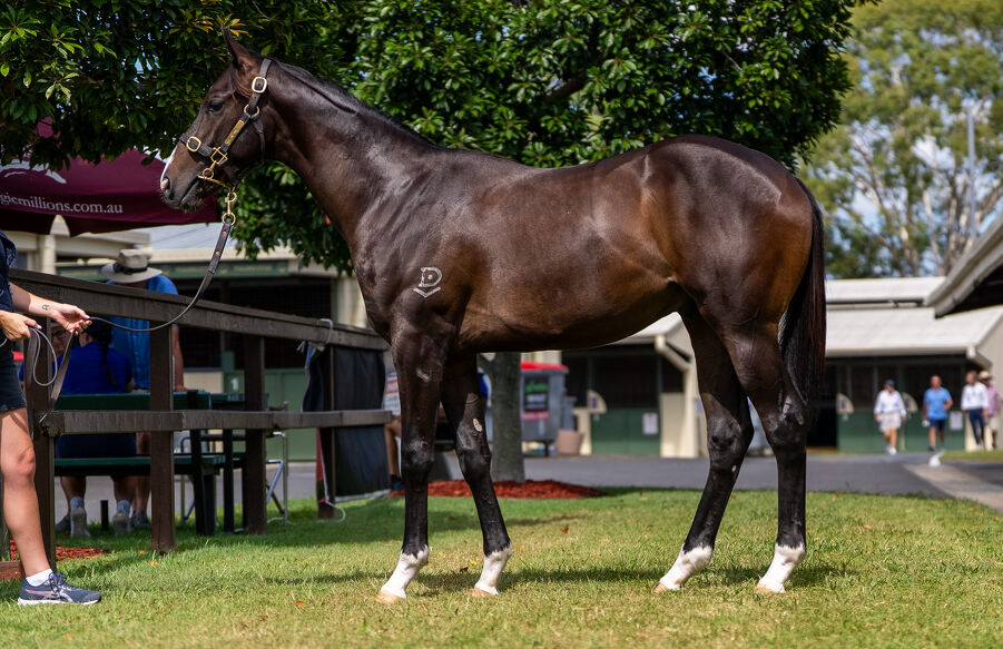 Lot 206 Pinatubo (IRE) - Darook Park (AUS) Bay or Brown Colt