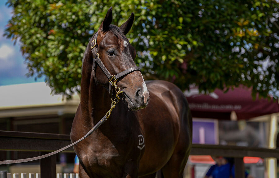 Lot 206 Pinatubo (IRE) - Darook Park (AUS) Bay or Brown Colt